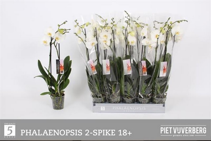 <h4>Phalaenopsis White (2-Spike)</h4>