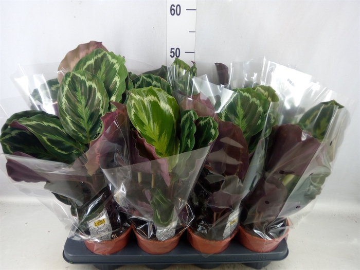 <h4>Calathea  'Medallion'</h4>