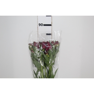 ALSTROEMERIA NAPOLI 080 CM