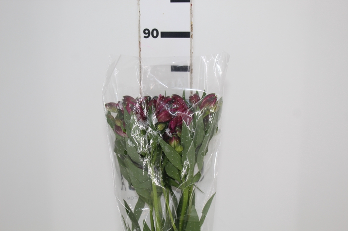 <h4>ALSTROEMERIA NAPOLI 080 CM</h4>