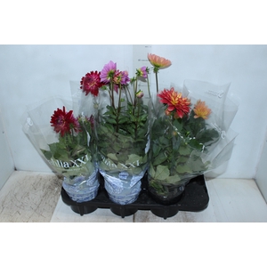 DAHLIA XXL P15