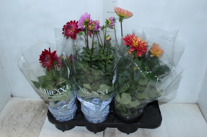 <h4>DAHLIA XXL P15</h4>