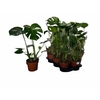 arr8 Monstera Deliciosa
