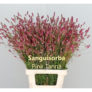 SANG OF PINK TANNA