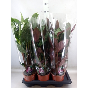 Calathea   ...mix