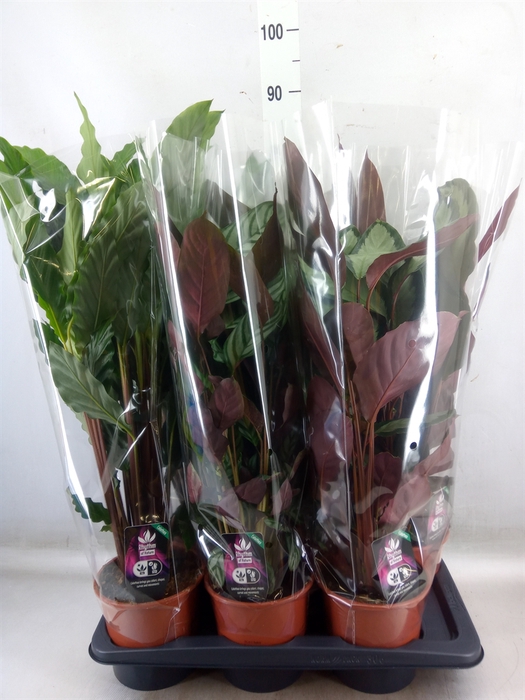 <h4>Calathea   ...mix</h4>