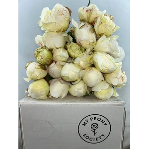 Paeonia Ivory Victory