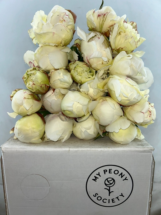 <h4>Paeonia Ivory Victory</h4>