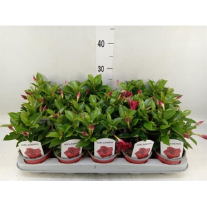 Mandevilla sand. 'Rio Deep Red'