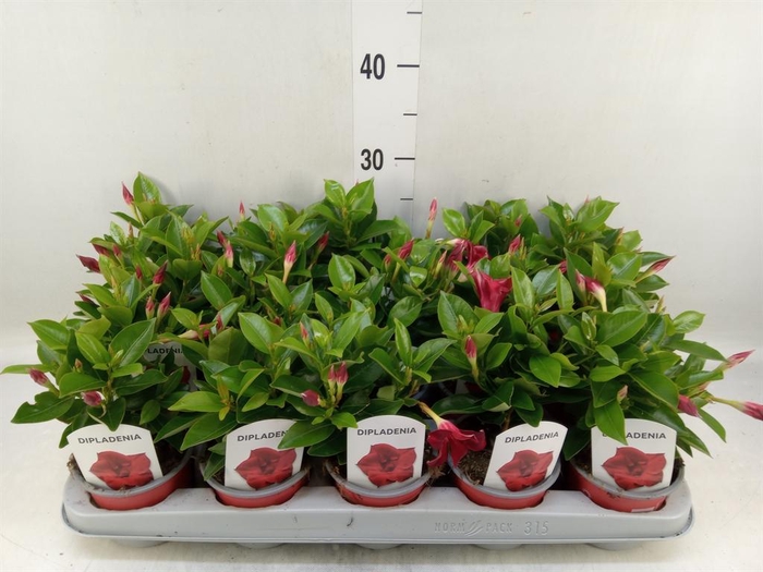 <h4>Mandevilla sand. 'Rio Deep Red'</h4>