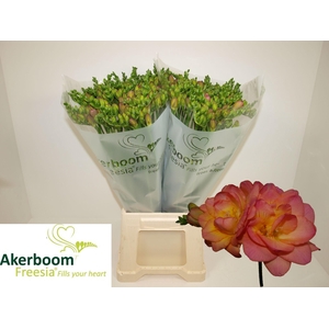 FR DU ROMANTIC PEACH