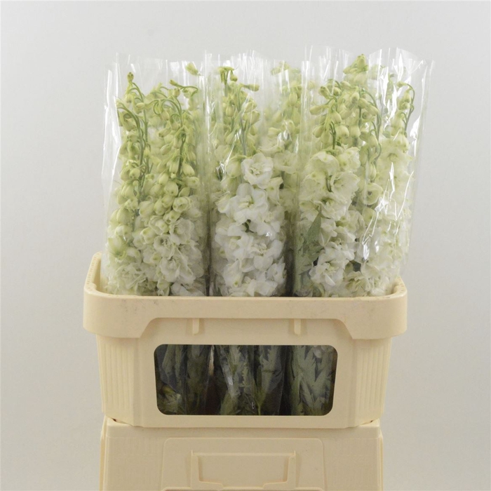 <h4>Delphinium Snow White</h4>