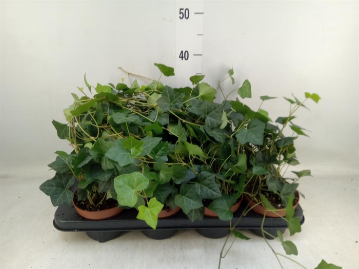 <h4>Hedera hibernica</h4>