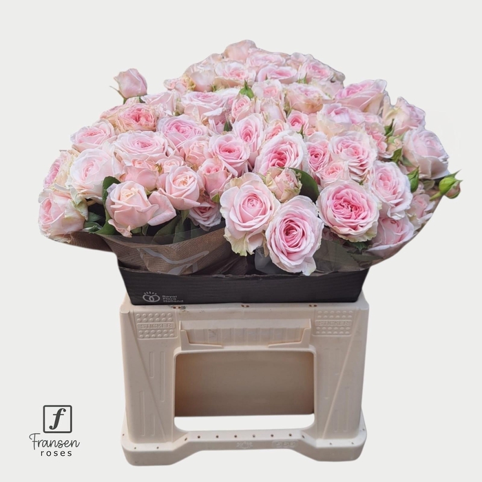 <h4>R TR Love me with Fatal attraction 40cm</h4>