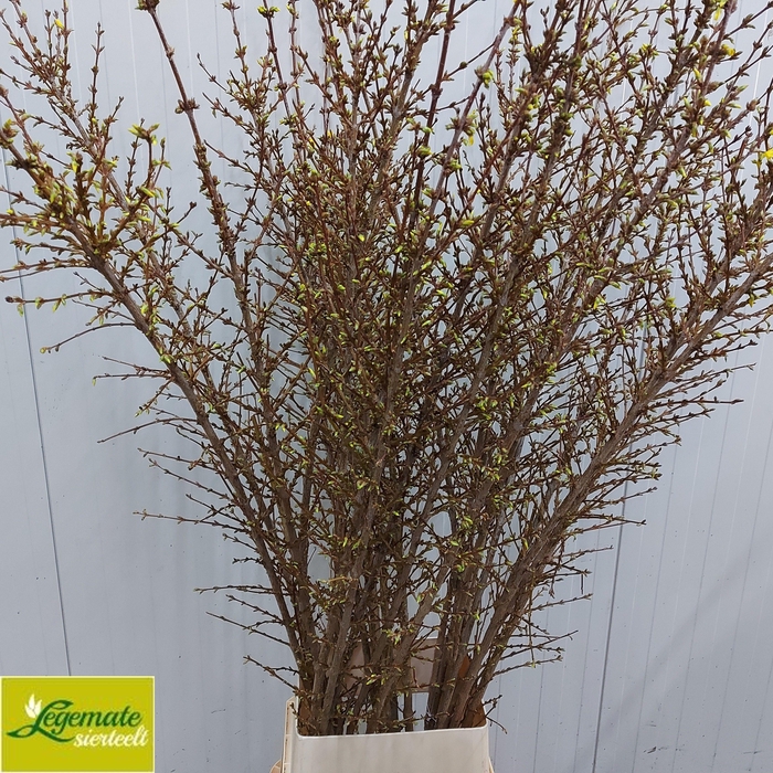 <h4>FORSY I SPECTABILIS</h4>