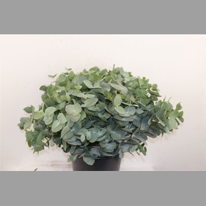 Euca Cinerea 55 Cm P Stem