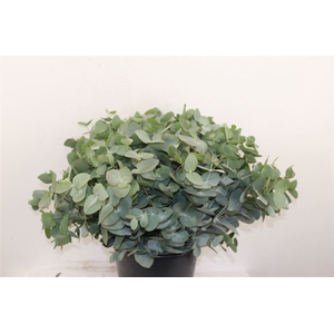 Euca Cinerea 55 Cm P Stem