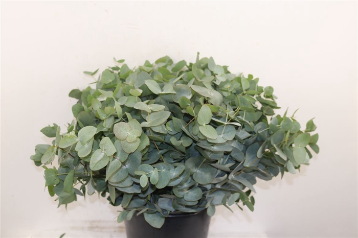 <h4>Euca Cinerea 55 Cm P Stem</h4>