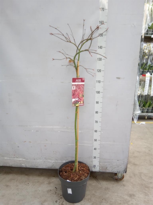 <h4>Acer palmatum</h4>