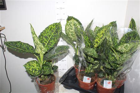 <h4>Dieff Reflector</h4>