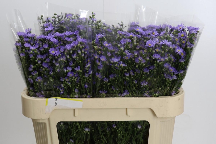 <h4>Aster Cassandra</h4>