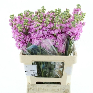 MATTH IRON ROSE PINK