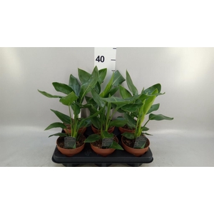Strelitzia reg.   ...no flowers