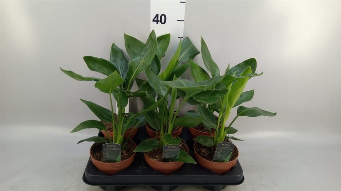 <h4>Strelitzia reg. ...no flowers</h4>