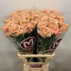 Dianthus st saona+