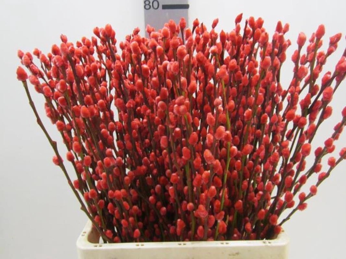 <h4>Salix Katje Rood L70</h4>