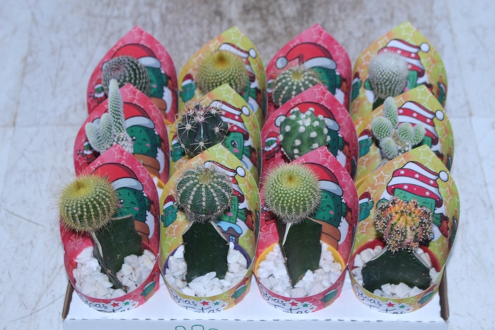 CACTUS ENXERTADO P07