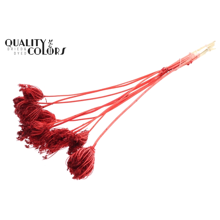 <h4>Ammi Majus 2-4cm 10pc/bunch Bleached Red</h4>