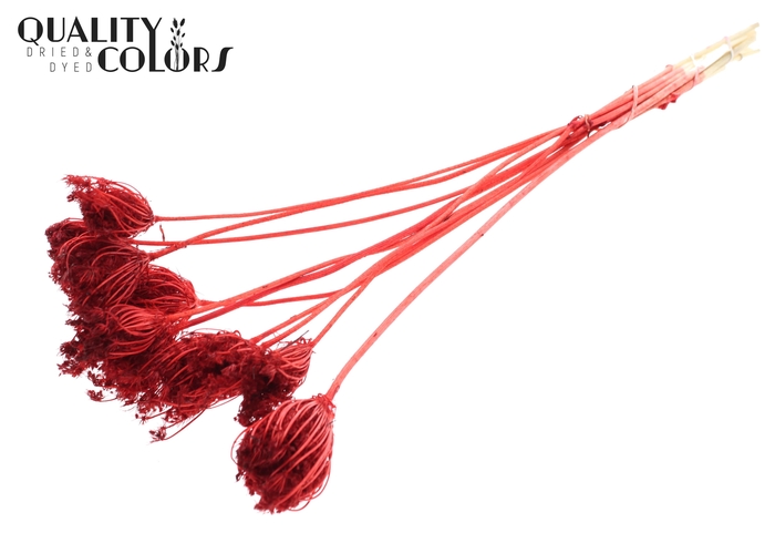 Ammi Majus 2-4cm 10pc/bunch Bleached Red