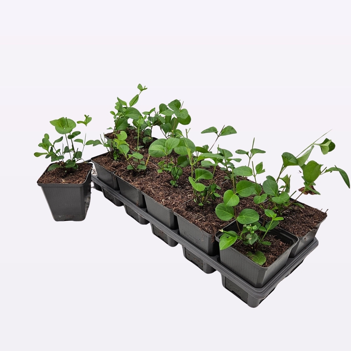 <h4>Vinca Major</h4>