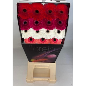Gerbera Mix 4 kleuren Diamond