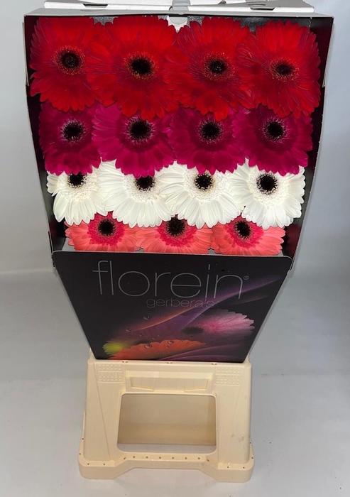 <h4>Gerbera Mix 4 kleuren Diamond</h4>
