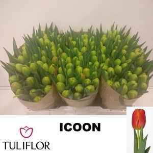 TU DU ICOON