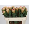 Protea Grandicolor