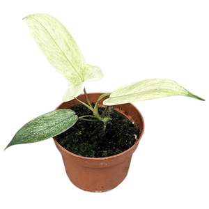 Philodendron Florida Ghost