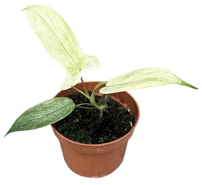 <h4>Philodendron Florida Ghost</h4>
