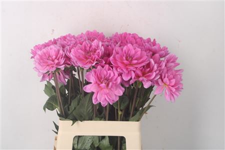 <h4>Dahl Onesta X40</h4>