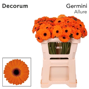 Germini Allure Water x60