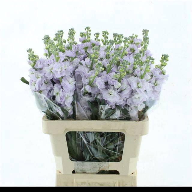 <h4>MATTH IRON MARINE</h4>