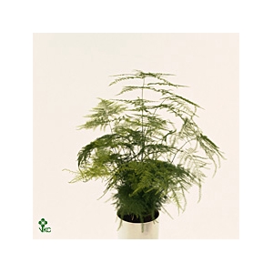 Asparagus Setaceus In Liv Keramiek