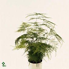 <h4>Asparagus Setaceus In Liv Keramiek</h4>