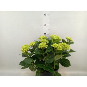 Hydrangea mac. 'Early'