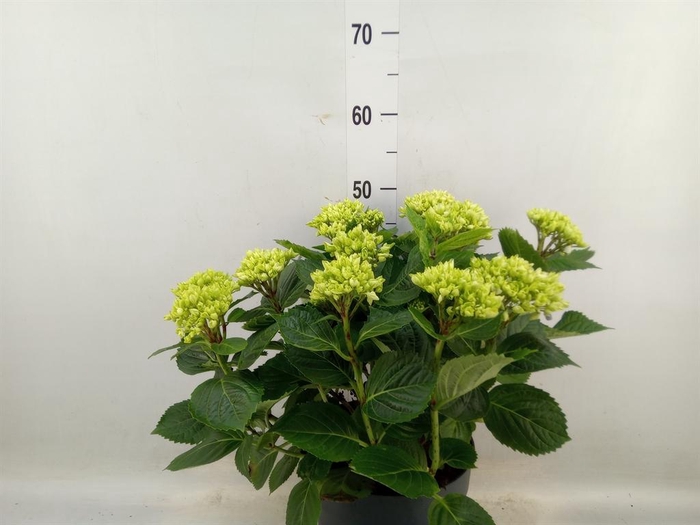 <h4>Hydrangea mac. 'Early'</h4>