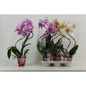 PHAL GEM
