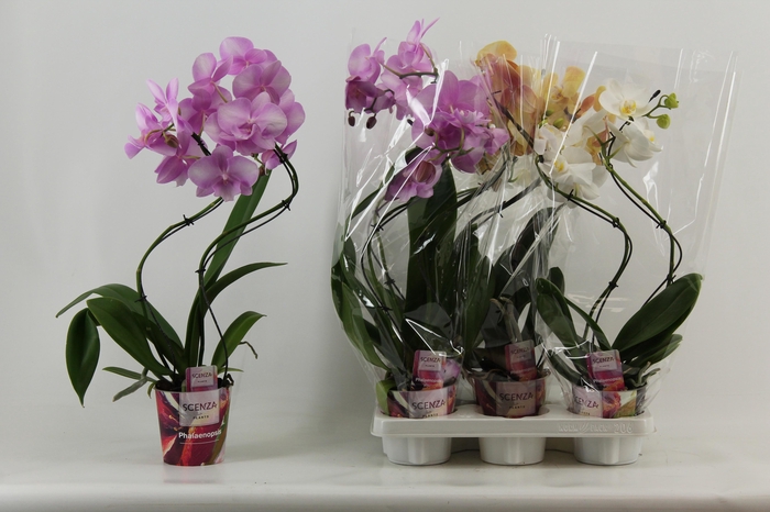 <h4>PHAL GEM</h4>