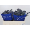 Eryngium Blue Dynamite
